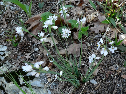 {Sisyrinchium albidum}